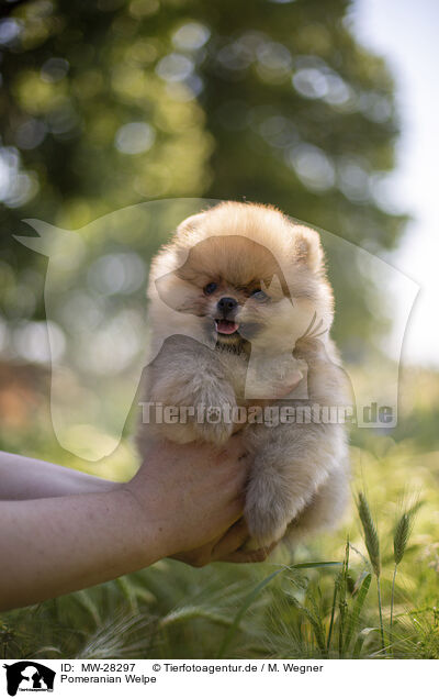Pomeranian Welpe / MW-28297
