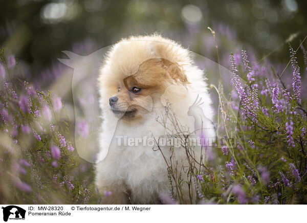 Pomeranian Rde / male Pomeranian / MW-28320