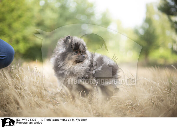 Pomeranian Welpe / Pomeranian puppy / MW-28335