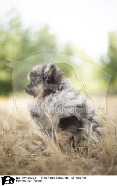 Pomeranian Welpe / MW-28338
