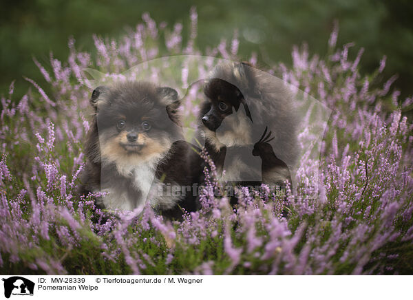 Pomeranian Welpe / Pomeranian puppy / MW-28339