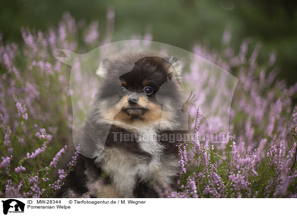 Pomeranian Welpe / Pomeranian puppy / MW-28344