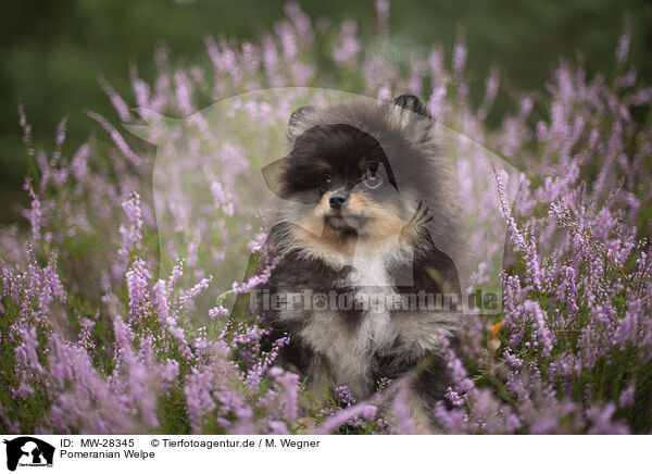Pomeranian Welpe / Pomeranian puppy / MW-28345