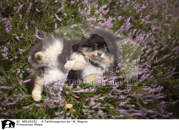 Pomeranian Welpe / Pomeranian puppy / MW-28350