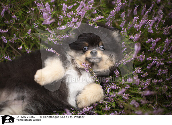 Pomeranian Welpe / MW-28352