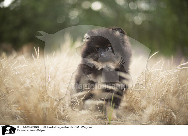 Pomeranian Welpe / MW-28360