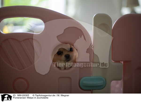 Pomeranian Welpe in Zuchsttte / Pomeranian puppy in kennel / MW-28365