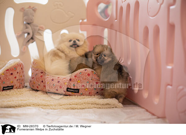 Pomeranian Welpe in Zuchsttte / MW-28370
