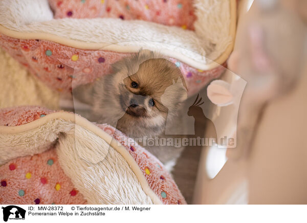 Pomeranian Welpe in Zuchsttte / Pomeranian puppy in kennel / MW-28372