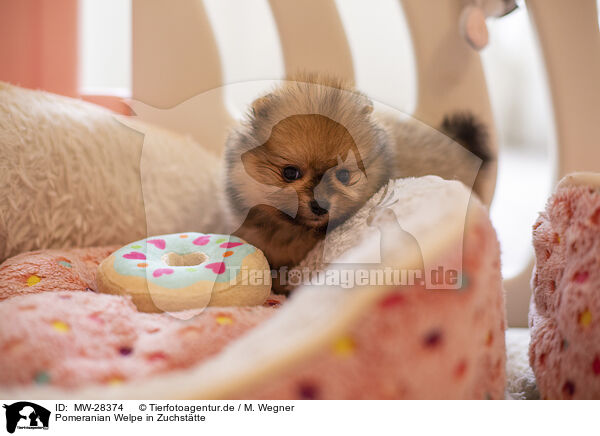 Pomeranian Welpe in Zuchsttte / MW-28374
