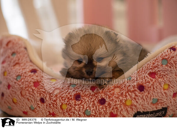 Pomeranian Welpe in Zuchsttte / MW-28376