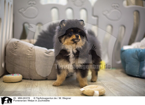 Pomeranian Welpe in Zuchsttte / Pomeranian puppy in kennel / MW-28378