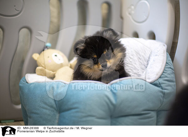 Pomeranian Welpe in Zuchsttte / Pomeranian puppy in kennel / MW-28388