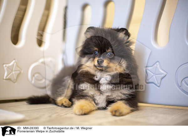 Pomeranian Welpe in Zuchsttte / MW-28390