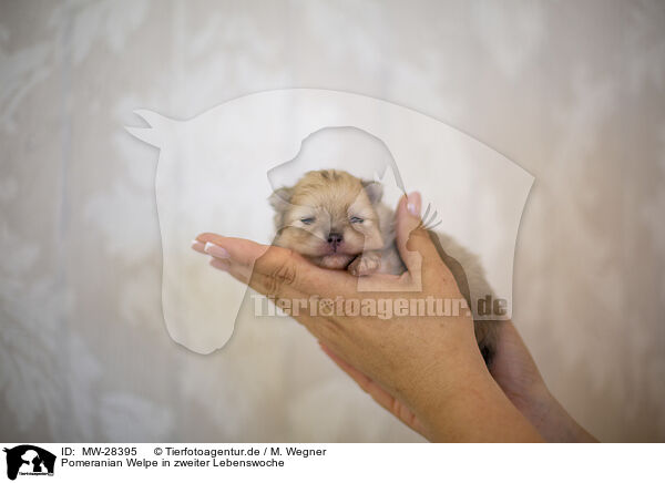 Pomeranian Welpe in zweiter Lebenswoche / Pomeranian in second week of life / MW-28395