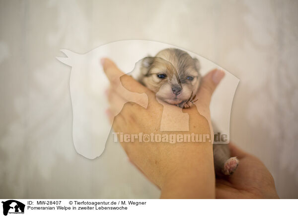 Pomeranian Welpe in zweiter Lebenswoche / Pomeranian in second week of life / MW-28407