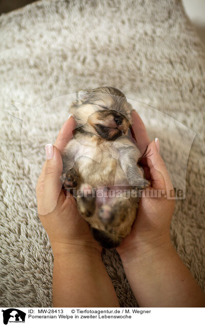 Pomeranian Welpe in zweiter Lebenswoche / Pomeranian in second week of life / MW-28413