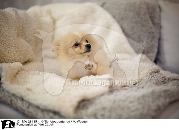Pomeranian auf der Couch / MW-28415