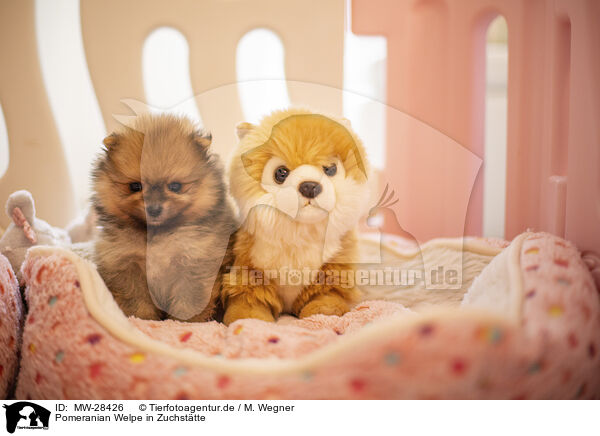 Pomeranian Welpe in Zuchsttte / Pomeranian puppy in kennel / MW-28426