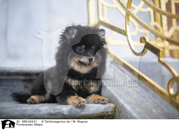 Pomeranian Welpe / Pomeranian puppy / MW-28431