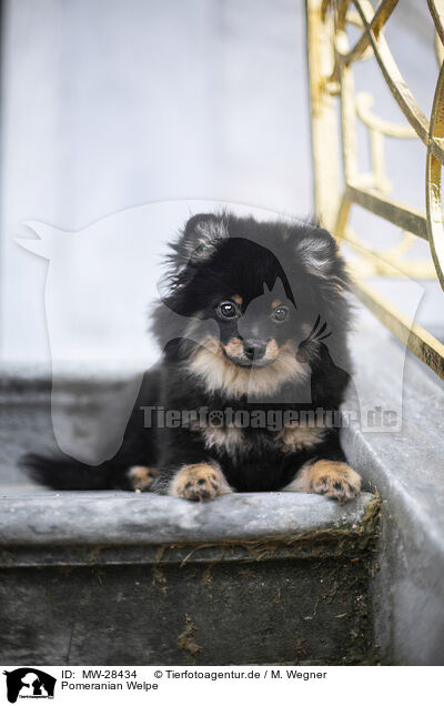 Pomeranian Welpe / MW-28434