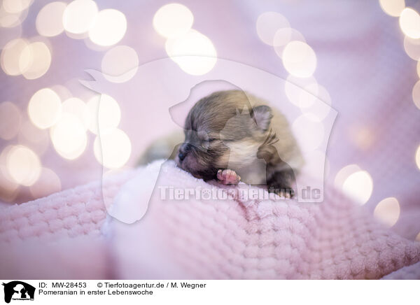 Pomeranian in erster Lebenswoche / Pomeranian in first week of life / MW-28453