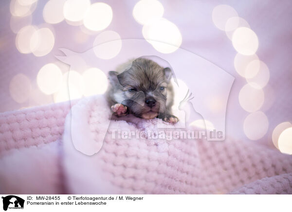 Pomeranian in erster Lebenswoche / Pomeranian in first week of life / MW-28455
