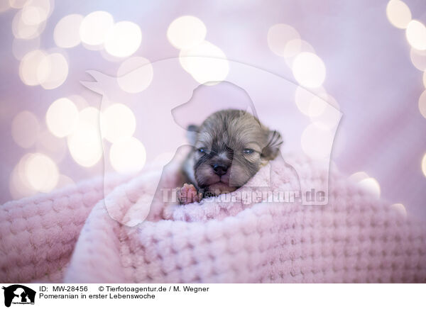 Pomeranian in erster Lebenswoche / MW-28456