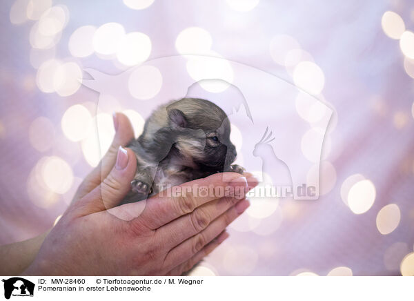 Pomeranian in erster Lebenswoche / Pomeranian in first week of life / MW-28460
