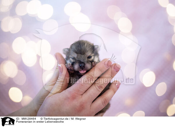 Pomeranian in erster Lebenswoche / Pomeranian in first week of life / MW-28464