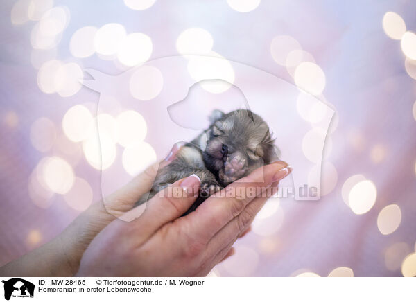 Pomeranian in erster Lebenswoche / MW-28465
