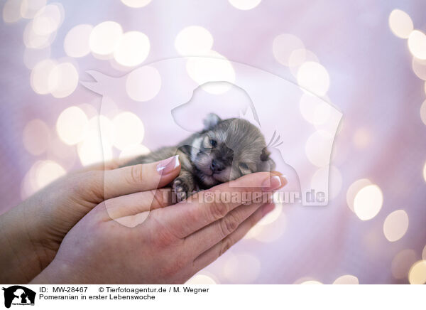 Pomeranian in erster Lebenswoche / Pomeranian in first week of life / MW-28467