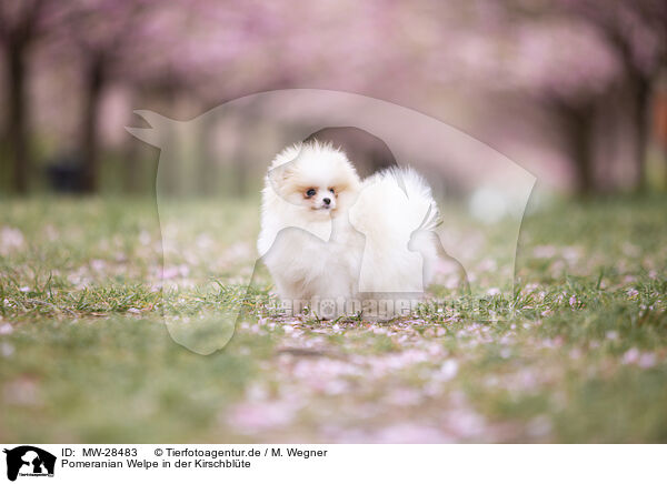 Pomeranian Welpe in der Kirschblte / Pomeranian puppy in cherry blossom / MW-28483