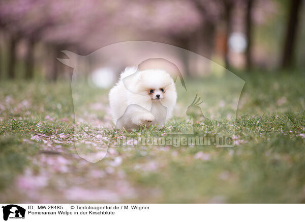Pomeranian Welpe in der Kirschblte / MW-28485