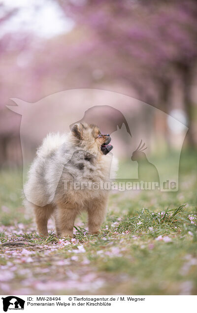 Pomeranian Welpe in der Kirschblte / MW-28494