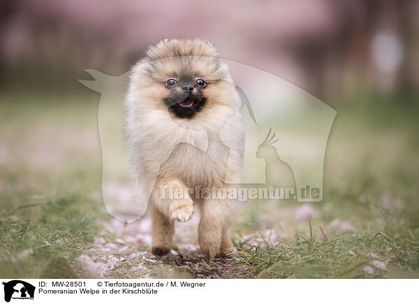 Pomeranian Welpe in der Kirschblte / MW-28501