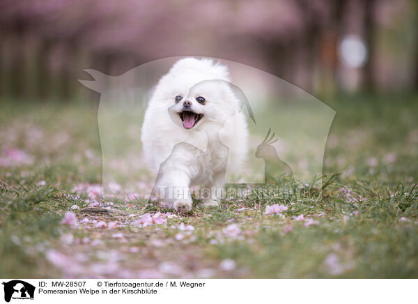 Pomeranian Welpe in der Kirschblte / MW-28507