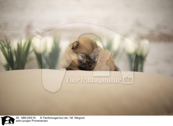 sehr junger Pomeranian / young Pomeranian / MW-28516