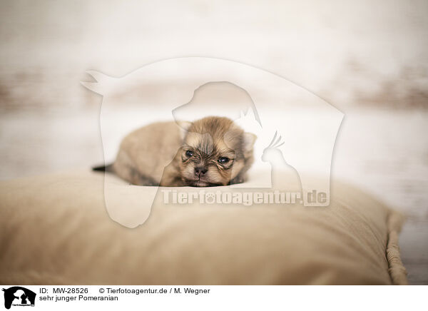 sehr junger Pomeranian / young Pomeranian / MW-28526