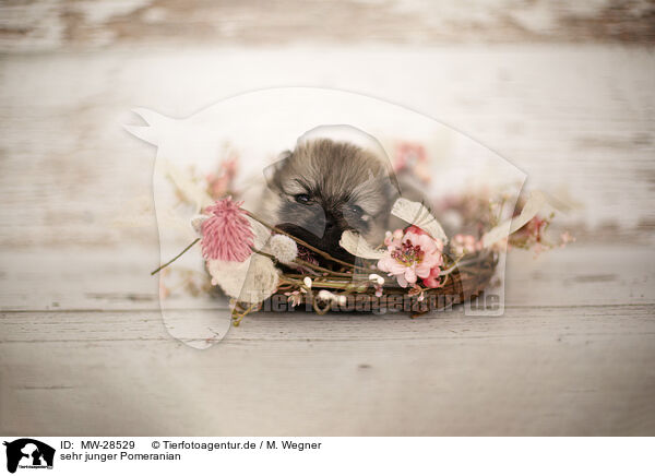 sehr junger Pomeranian / young Pomeranian / MW-28529