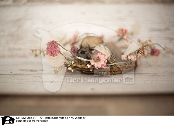 sehr junger Pomeranian / young Pomeranian / MW-28531