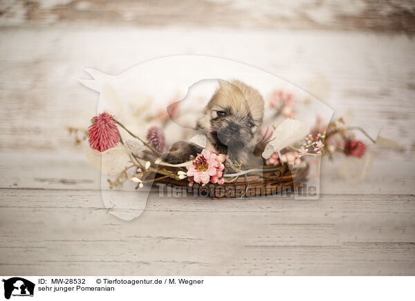 sehr junger Pomeranian / young Pomeranian / MW-28532