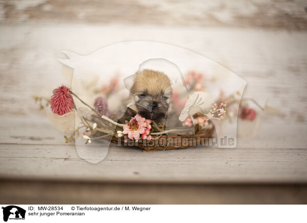 sehr junger Pomeranian / young Pomeranian / MW-28534