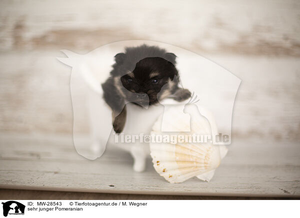 sehr junger Pomeranian / young Pomeranian / MW-28543