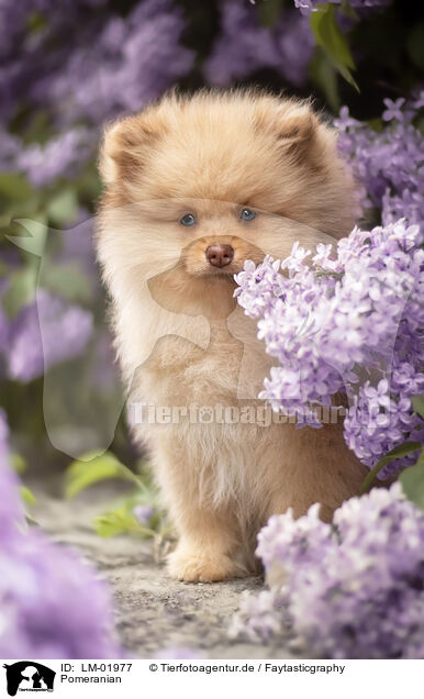 Pomeranian / Pomeranian / LM-01977