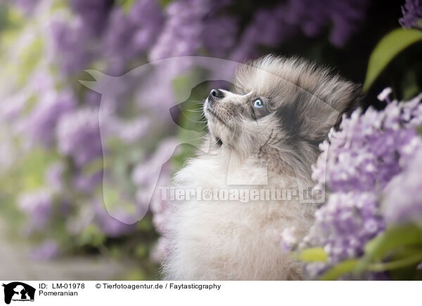 Pomeranian / LM-01978