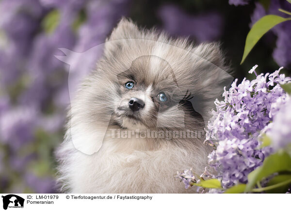 Pomeranian / Pomeranian / LM-01979