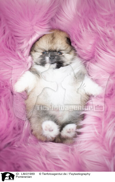 Pomeranian / Pomeranian / LM-01989