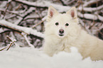 Kleinspitz im Schnee