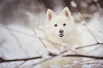 Kleinspitz im Schnee